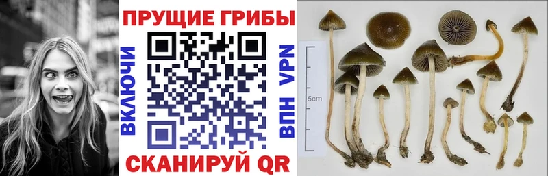 hydra зеркало  Заполярный  Псилоцибиновые грибы ЛСД 